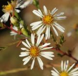 genus Symphyotrichum