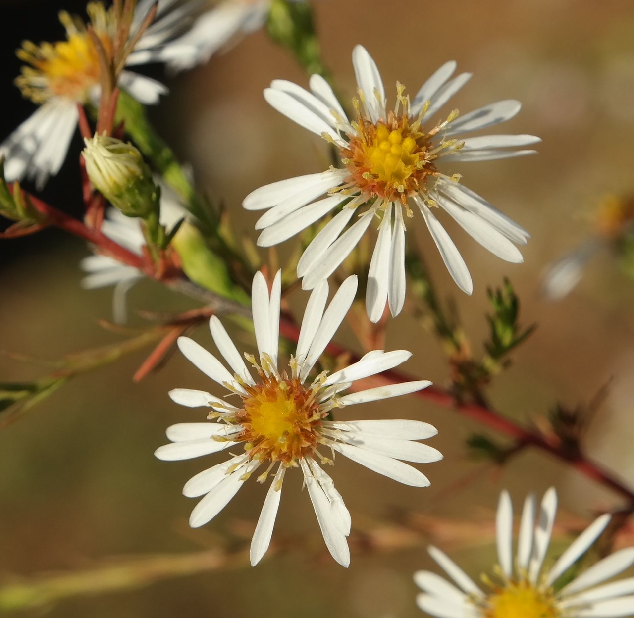 Image of genus Symphyotrichum specimen.