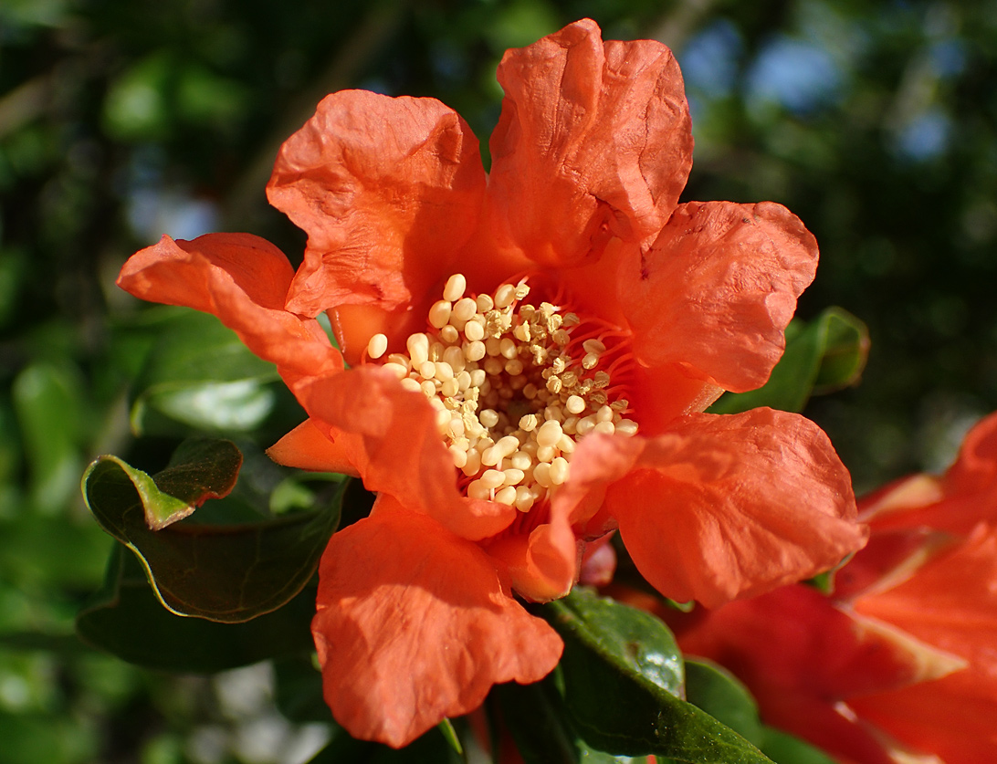 Image of Punica granatum specimen.