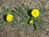 Taraxacum dissectum