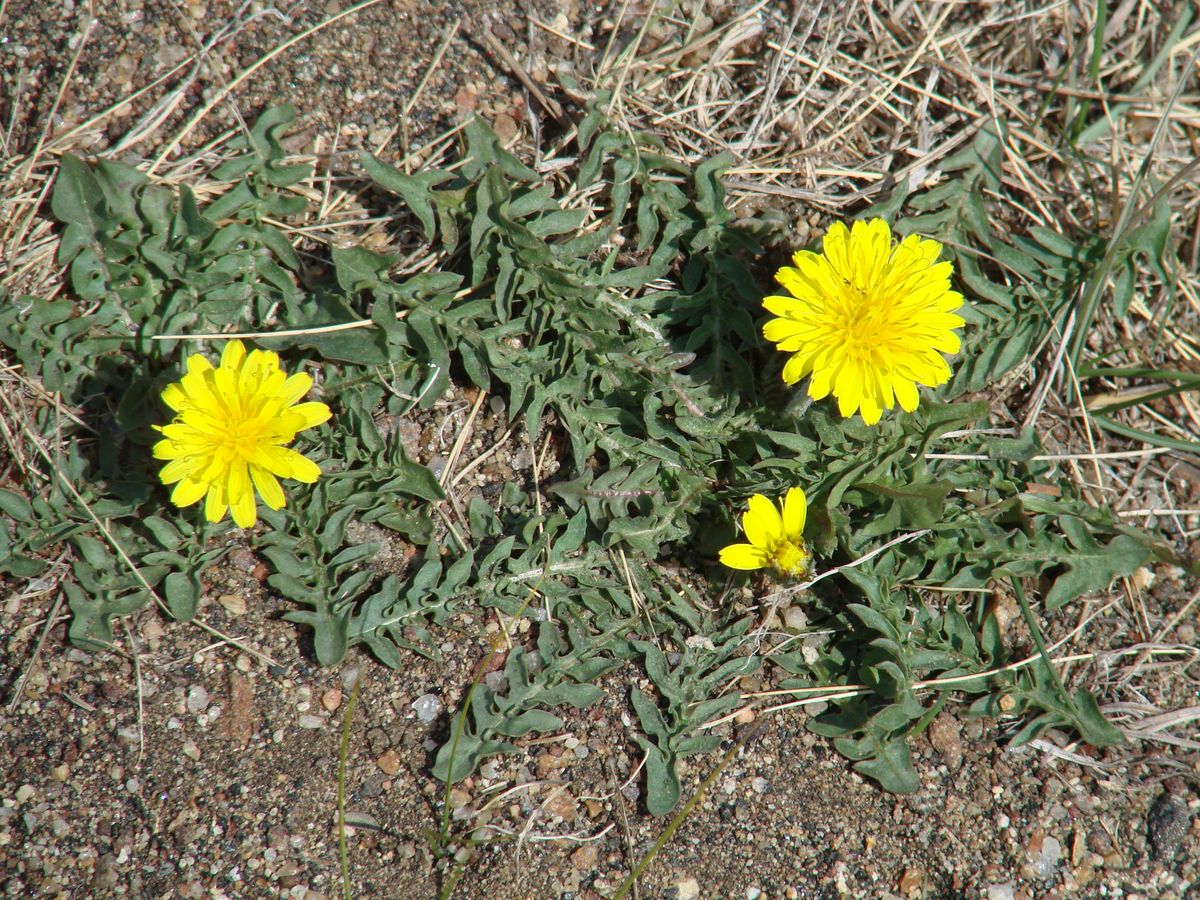 Изображение особи Taraxacum dissectum.