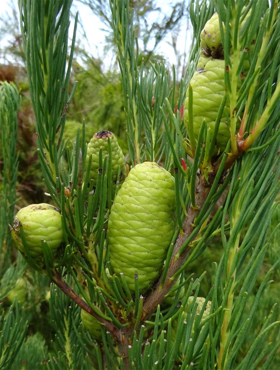 Image of Leucadendron nobile specimen.