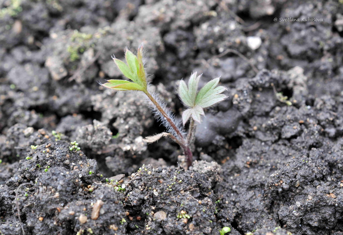 Image of Pulsatilla patens specimen.
