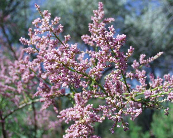 Image of genus Tamarix specimen.