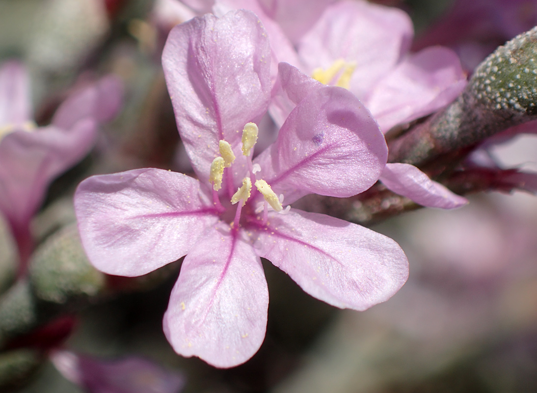 Изображение особи Limoniastrum monopetalum.