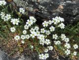 Cerastium arvense