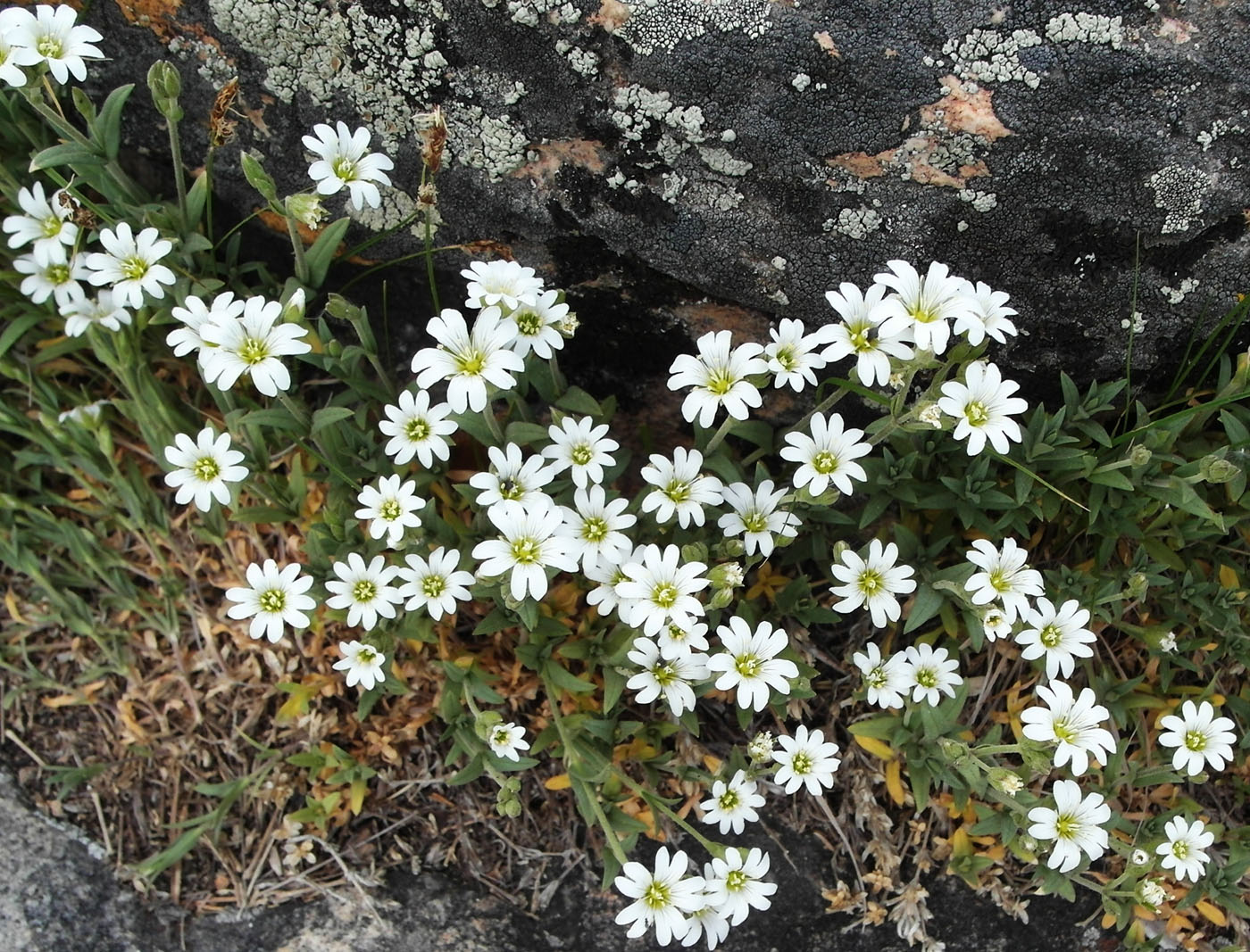 Изображение особи Cerastium arvense.