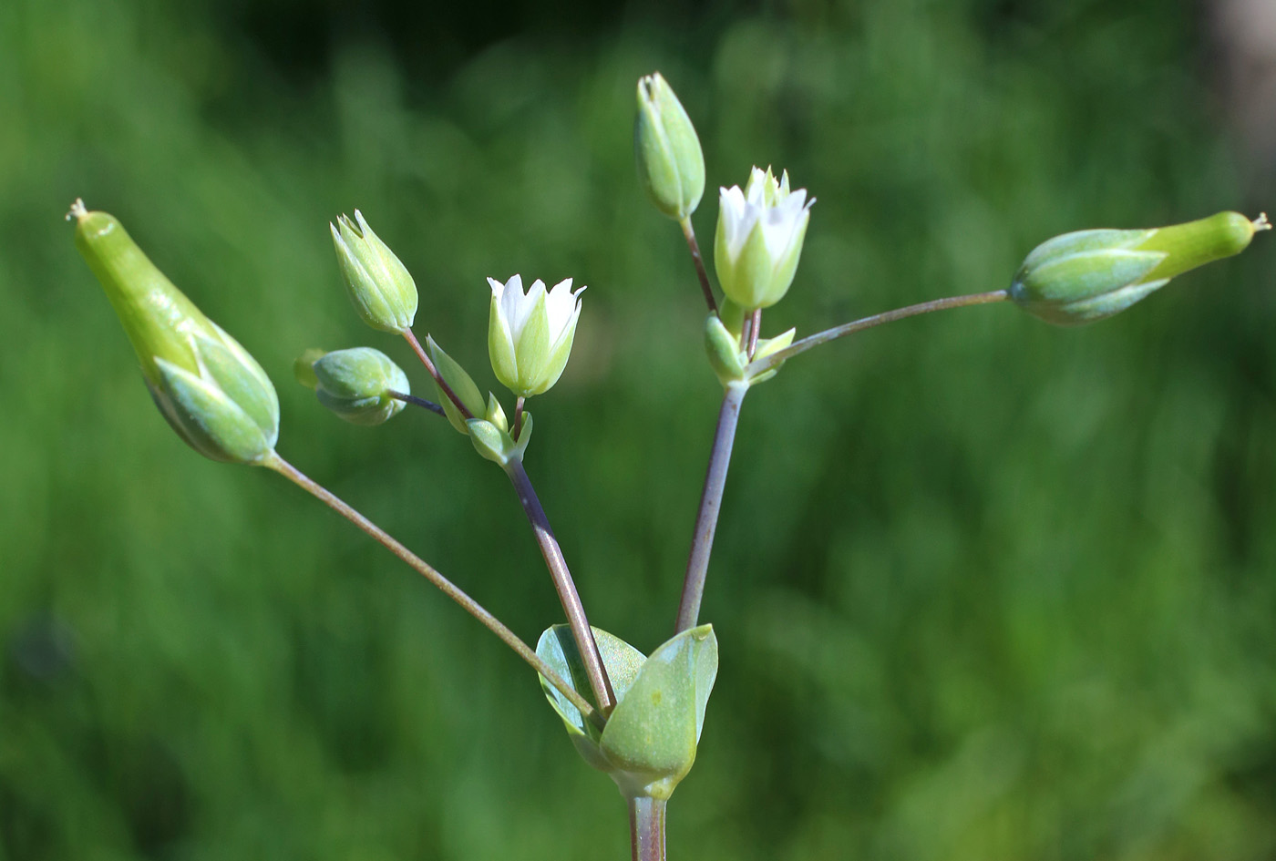 Изображение особи Cerastium perfoliatum.