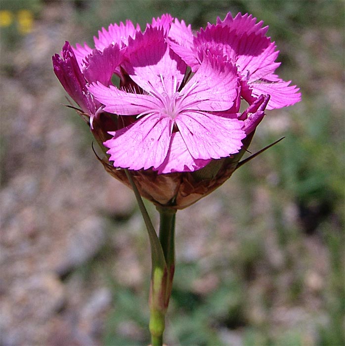Изображение особи Dianthus ruprechtii.