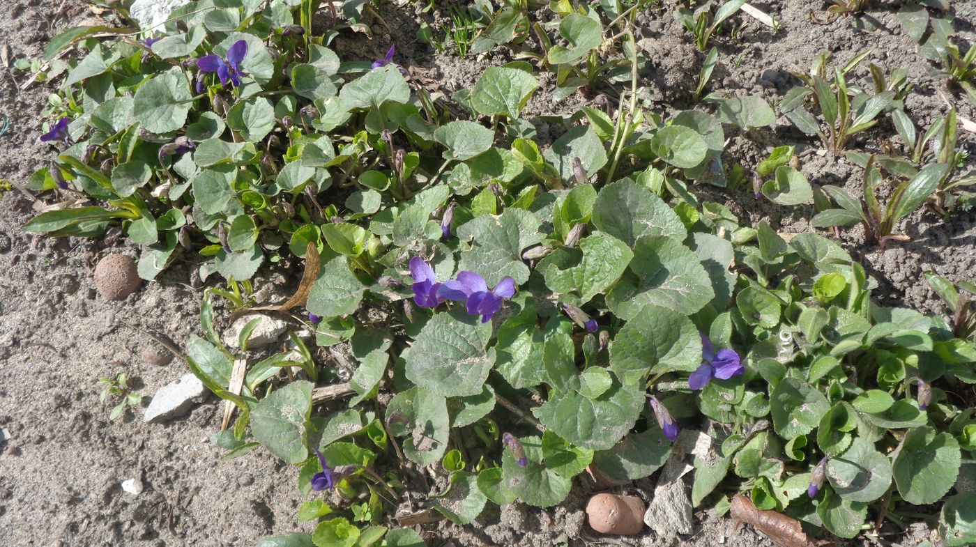 Image of Viola odorata specimen.