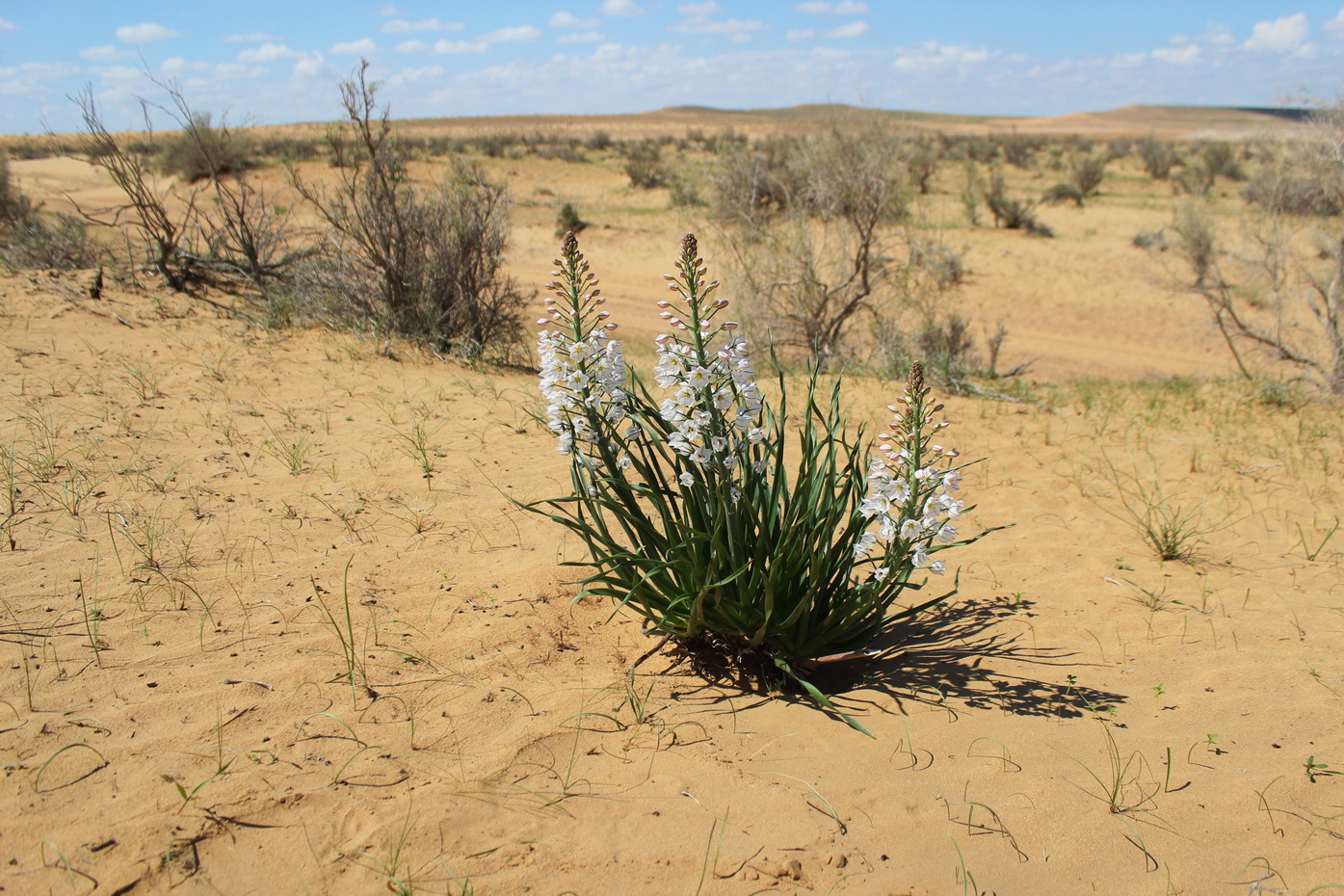 Изображение особи Eremurus ammophilus.