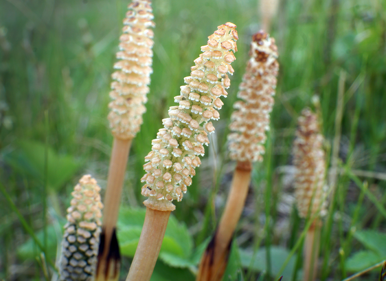 Image of Equisetum arvense specimen.