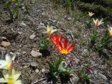 Tulipa kaufmanniana