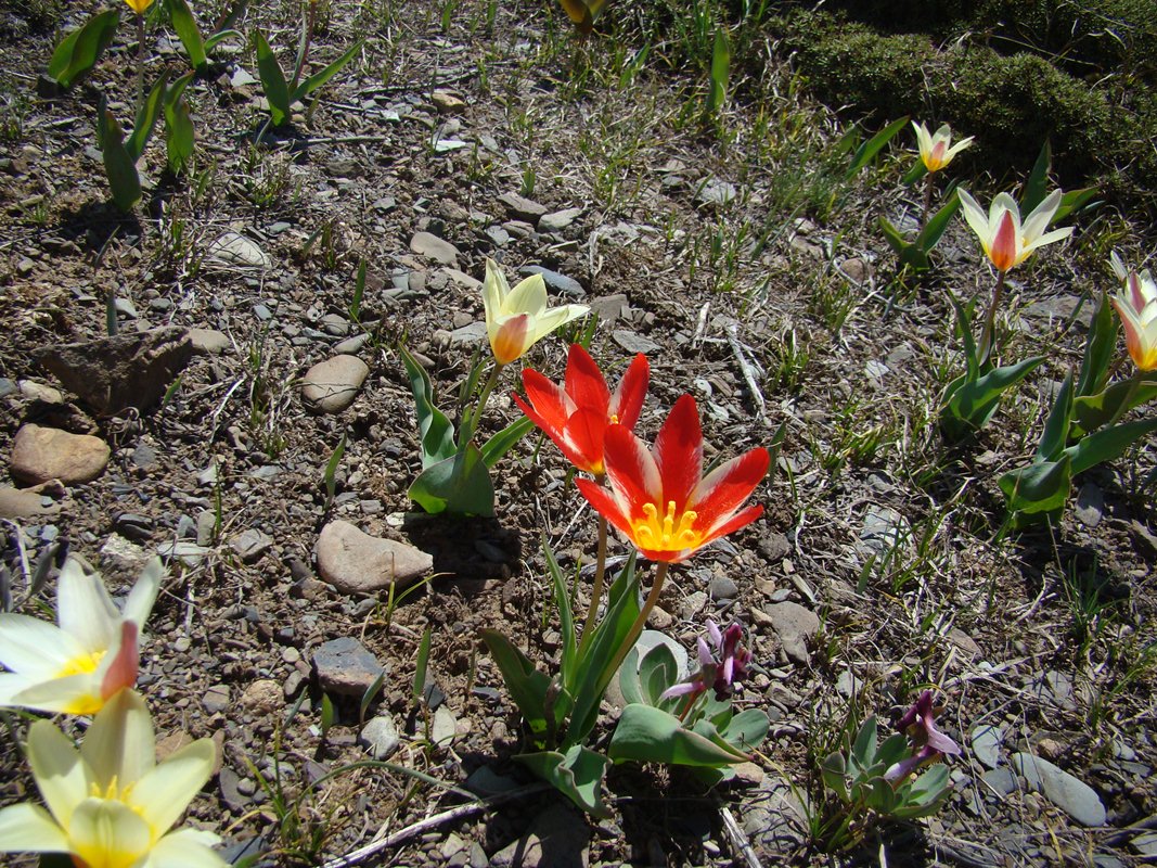 Image of Tulipa kaufmanniana specimen.