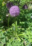 genus Allium. Цветущие растения. Тверская обл., г. Тверь, Заволжский р-н, ботанический сад ТвГУ, в культуре. 1 июня 2019 г.