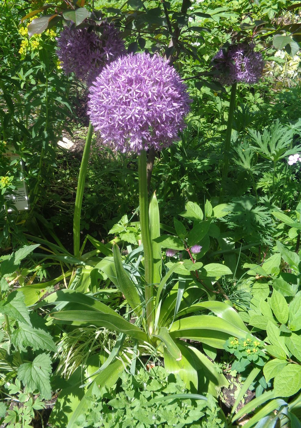 Image of genus Allium specimen.