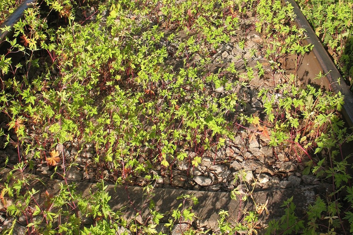 Изображение особи Geranium sibiricum.