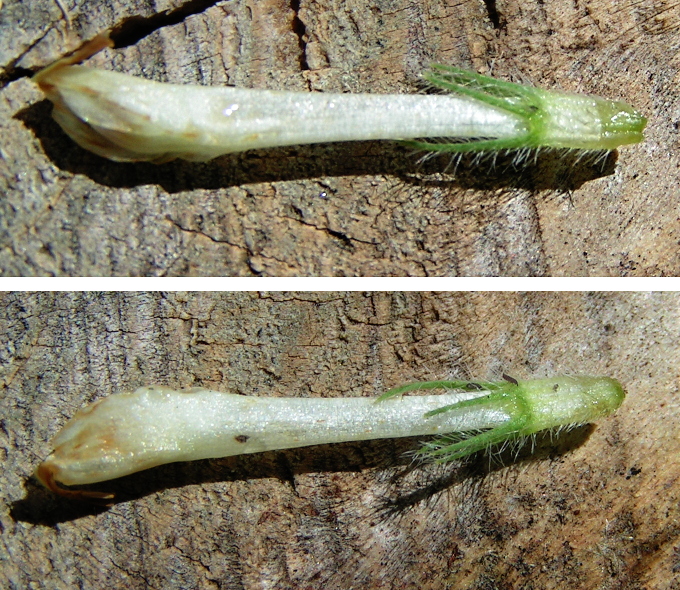 Image of Trifolium trichocephalum specimen.