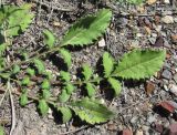 Cephalaria dagestanica. Прикорневые листья. Кабардино-Балкария, Эльбрусский р-н, окр. с. Былым, ок. 1200 м н.у.м., каменистое место. 03.07.2019.