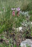 Polygala major