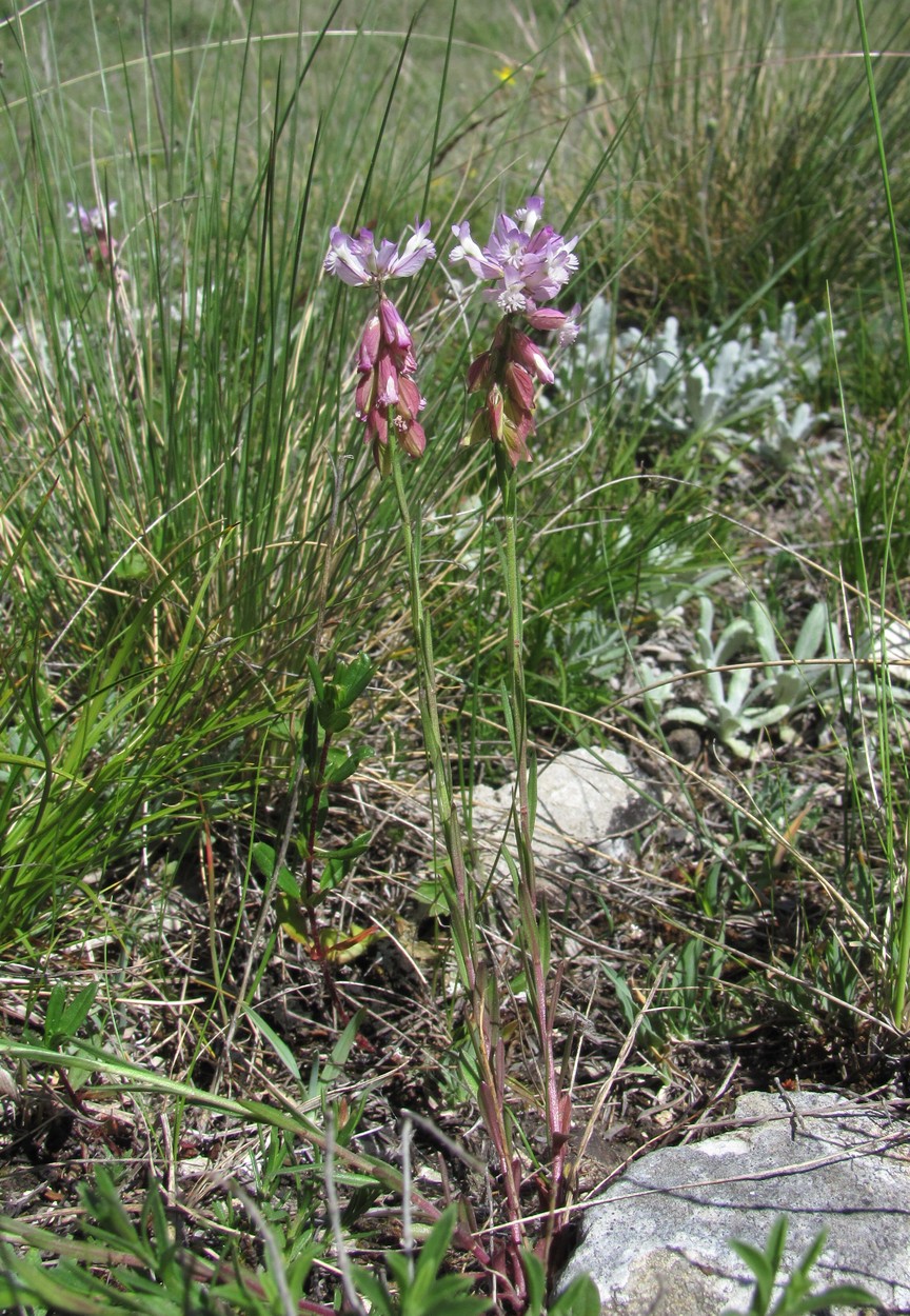 Изображение особи Polygala major.