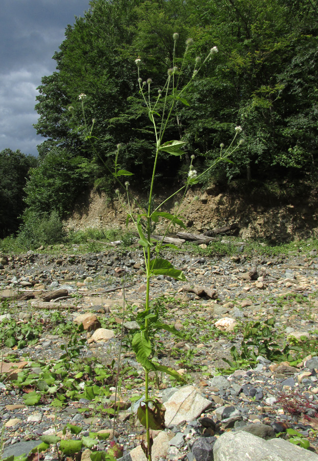 Image of Dipsacus pilosus specimen.