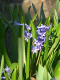 Hyacinthus orientalis