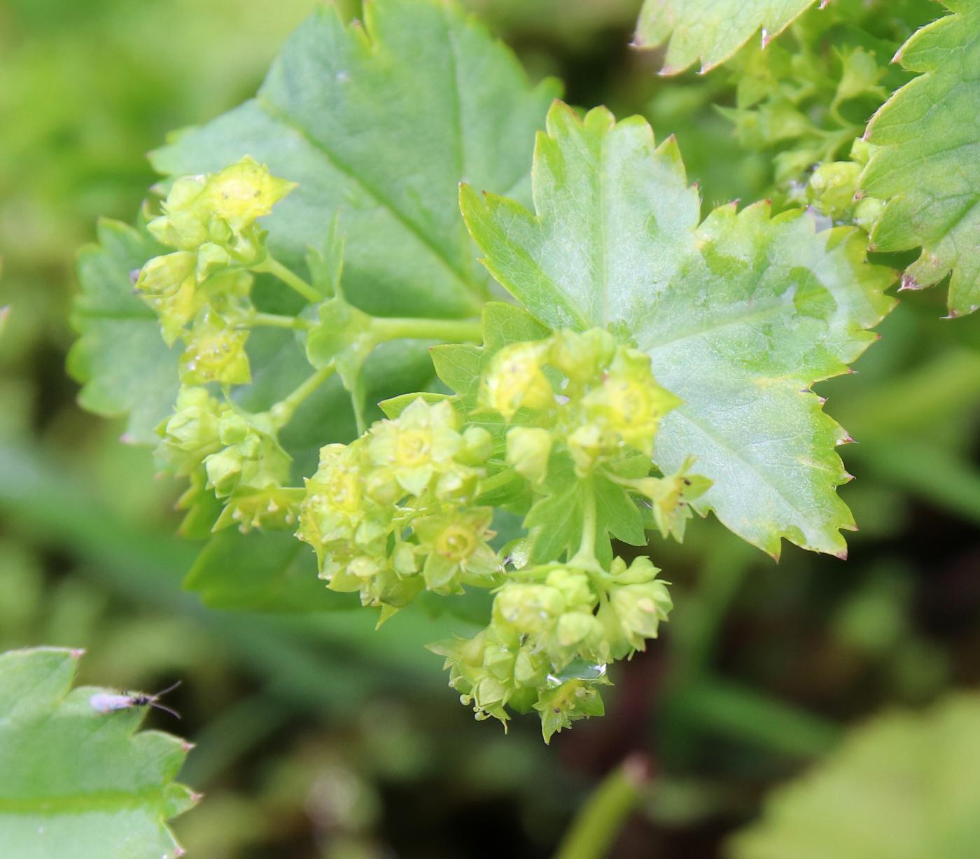 Image of Alchemilla glabra specimen.