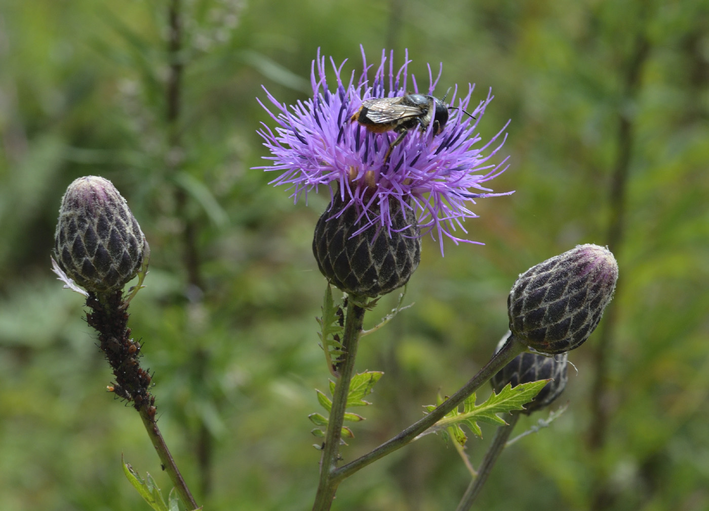 Изображение особи Serratula coronata.