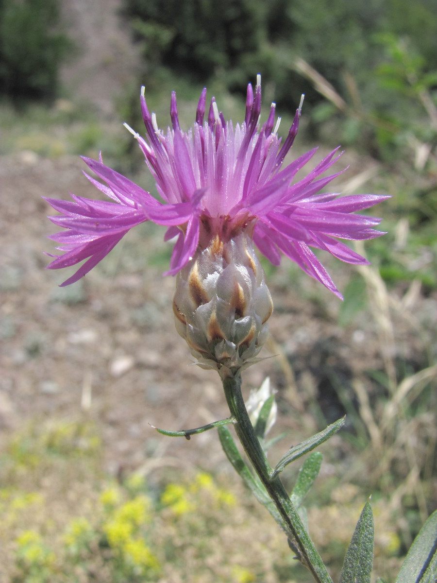 Image of Centaurea vankovii specimen.