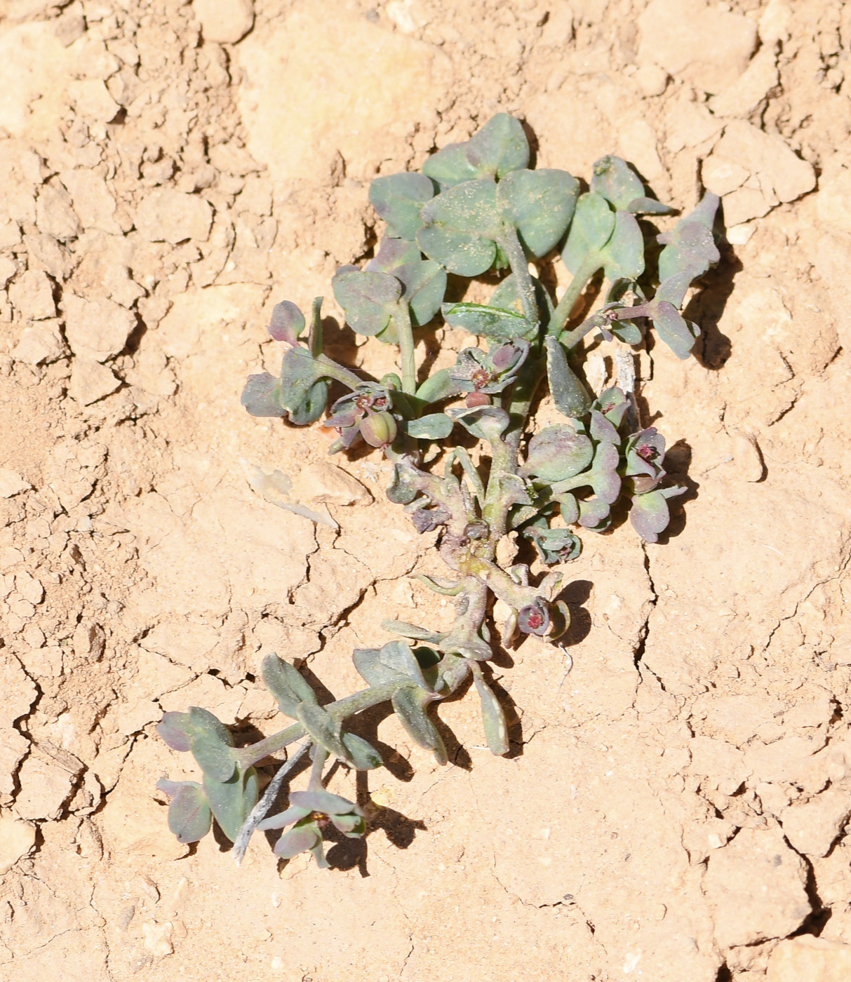 Image of Euphorbia chamaepeplus specimen.