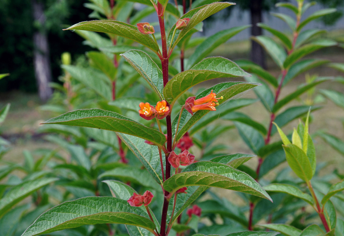 Image of Lonicera involucrata var. ledebourii specimen.