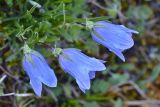 Campanula biebersteiniana