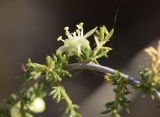 Asparagus acutifolius
