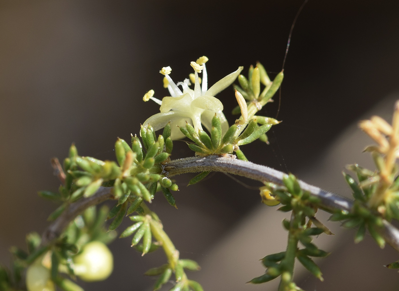 Изображение особи Asparagus acutifolius.