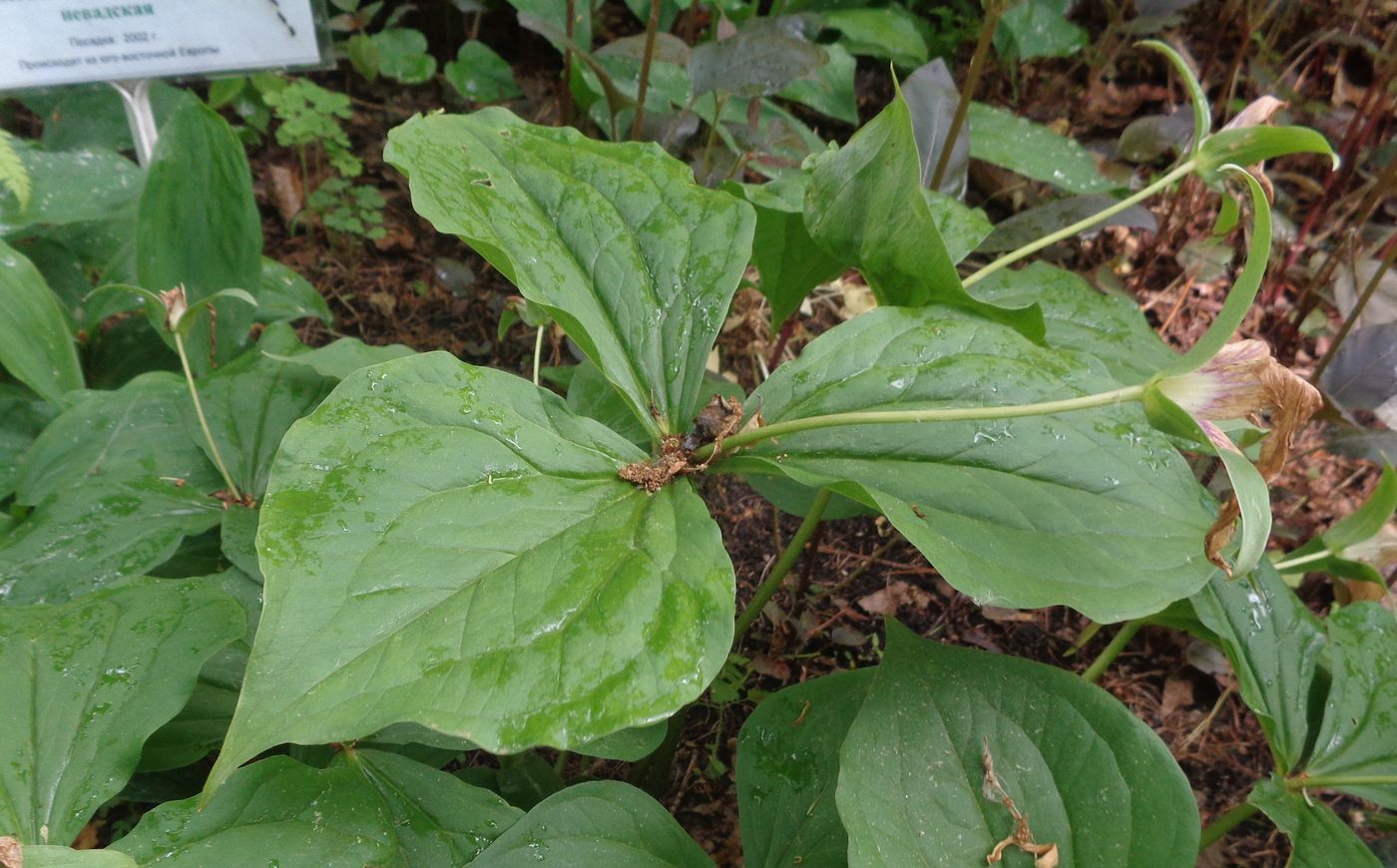 Image of Trillium grandiflorum specimen.