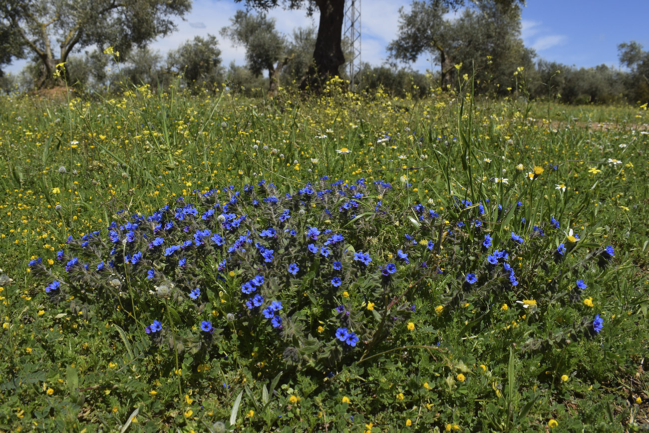 Image of Alkanna tinctoria specimen.