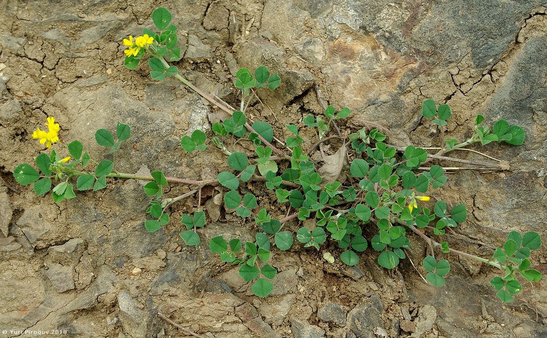 Изображение особи род Medicago.