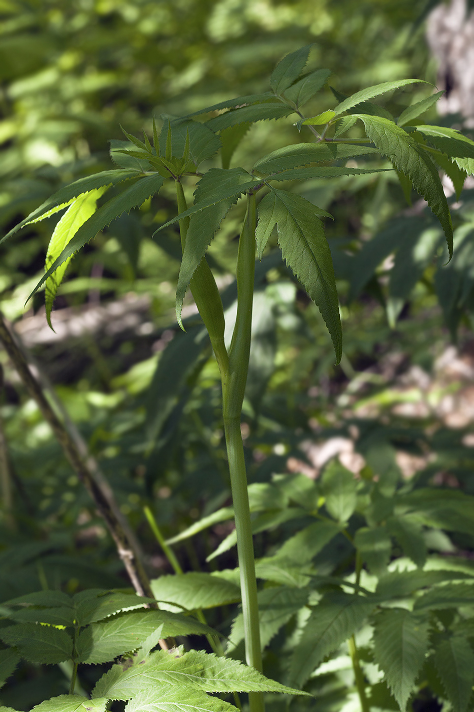 Изображение особи Angelica sachalinensis.