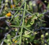 Scutia spicata