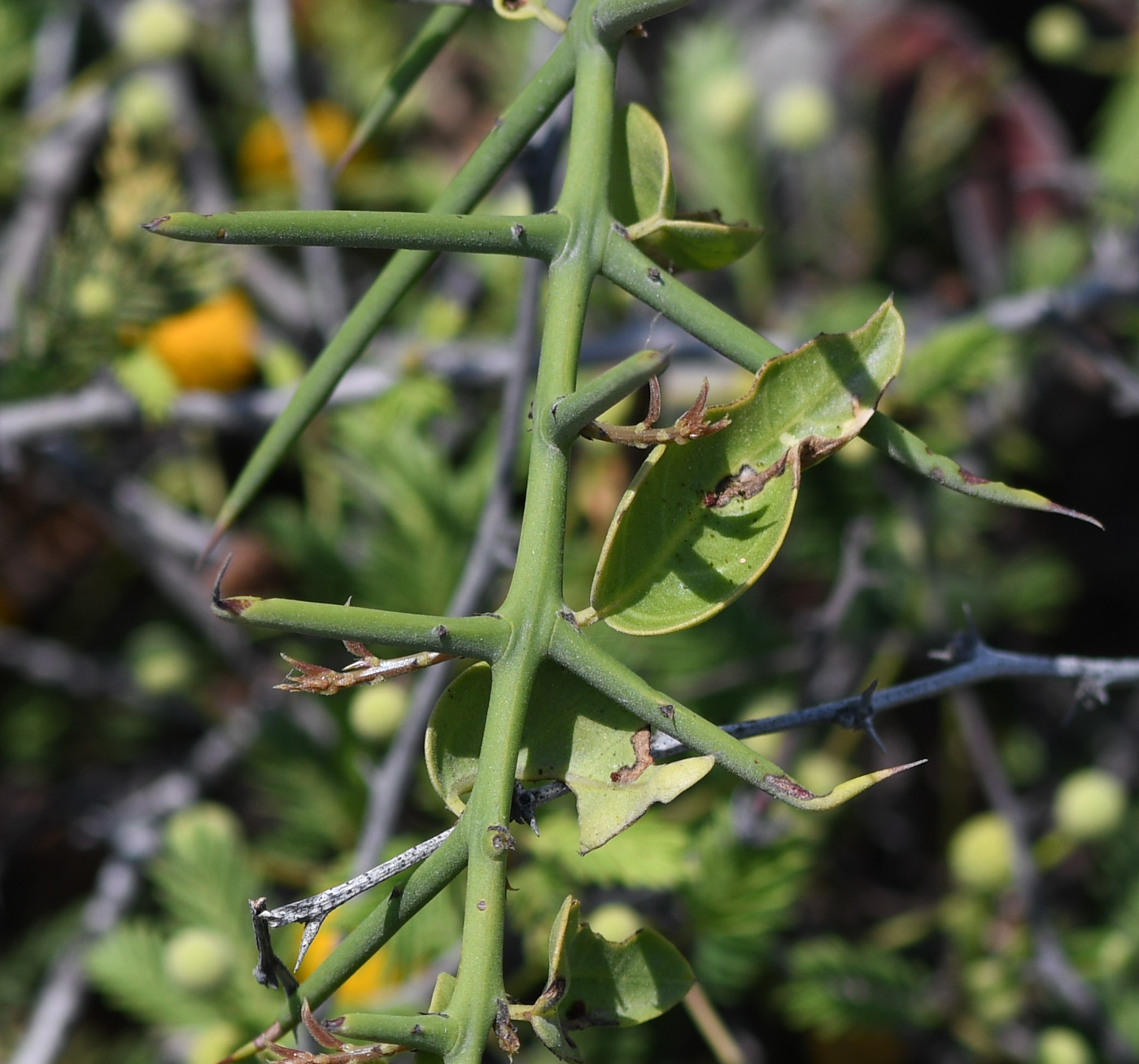 Image of Scutia spicata specimen.