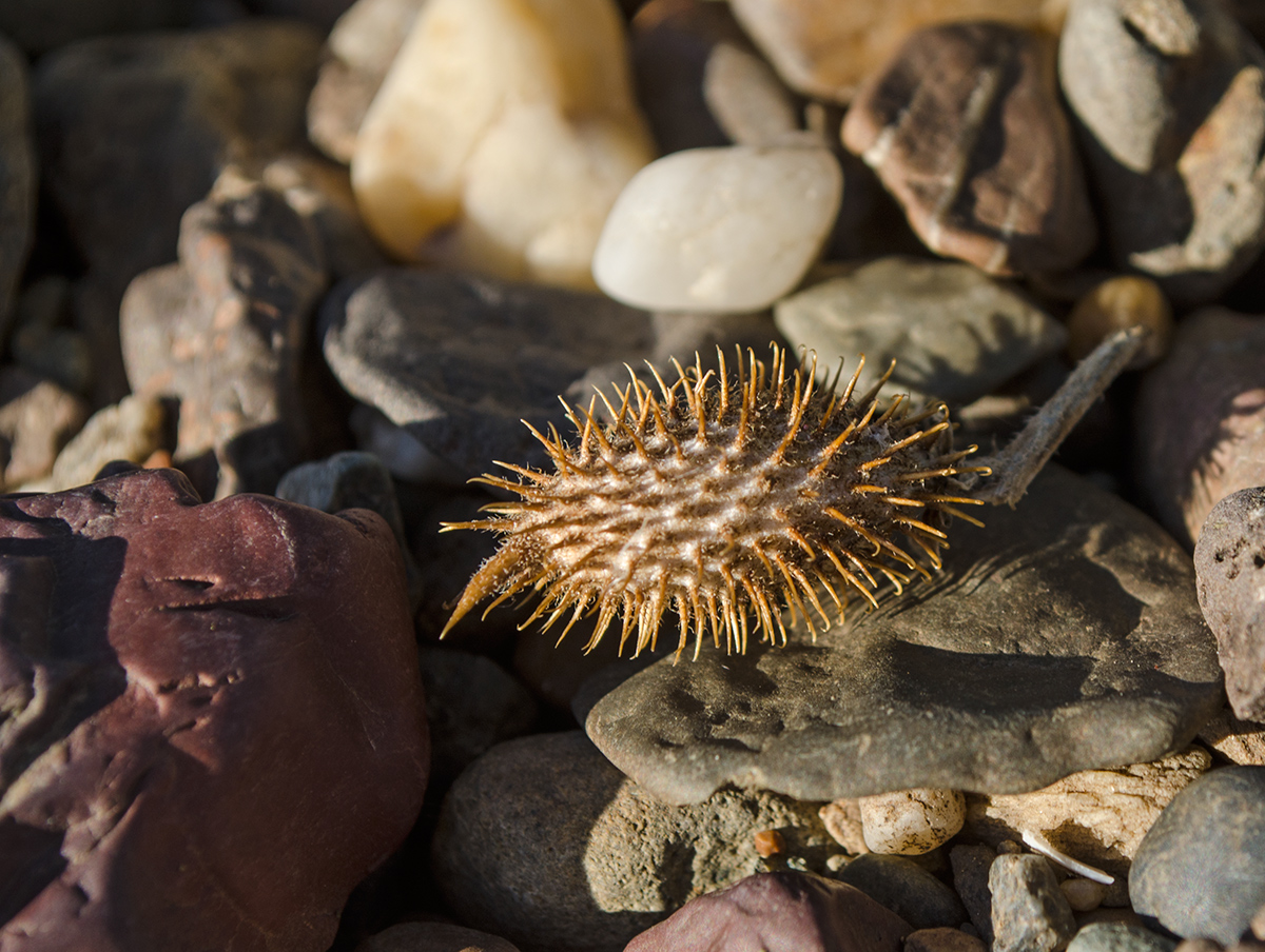 Image of Xanthium orientale specimen.