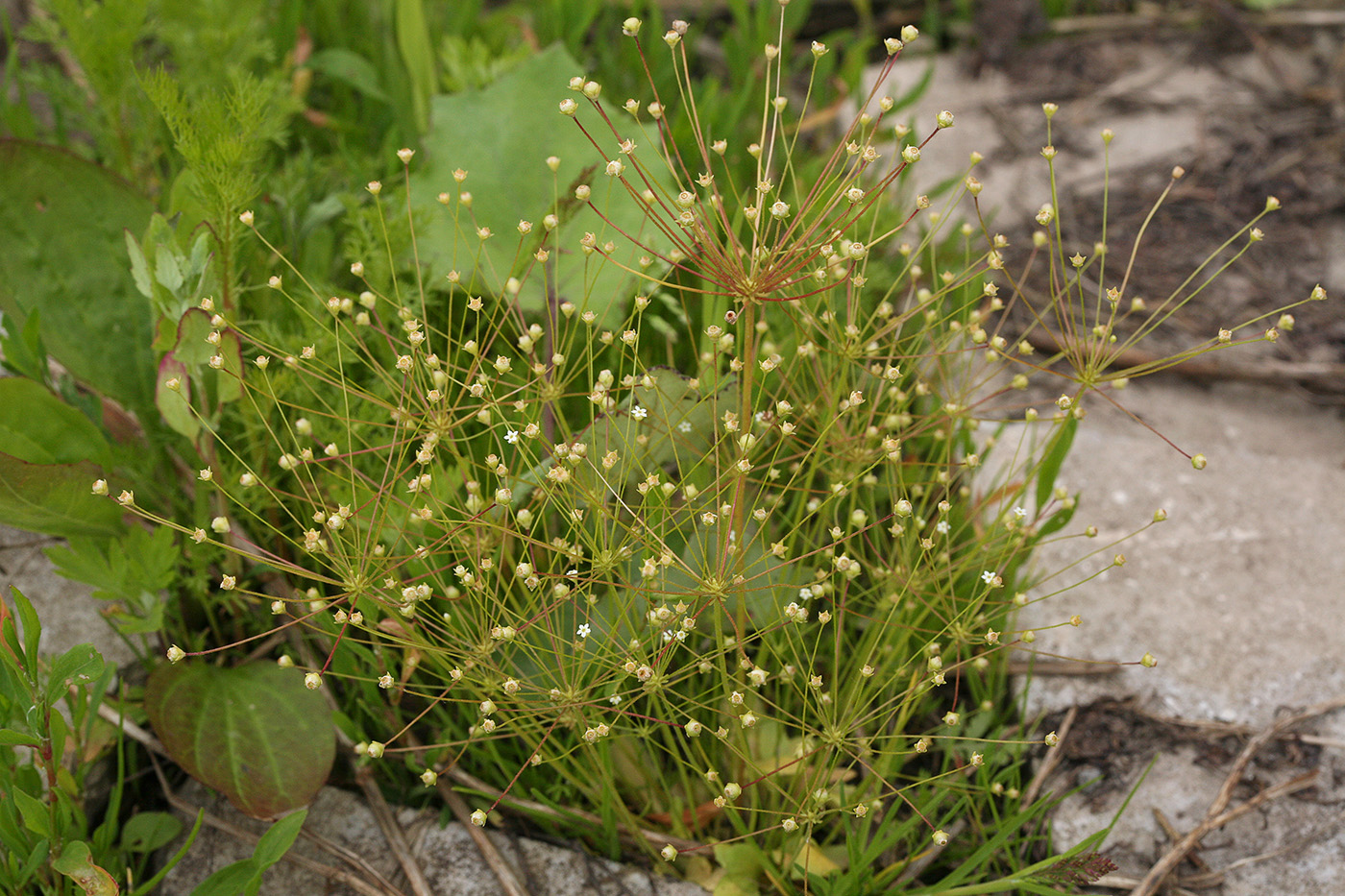 Image of Androsace filiformis specimen.