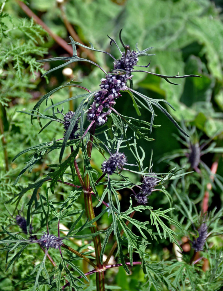 Изображение особи Leonurus glaucescens.