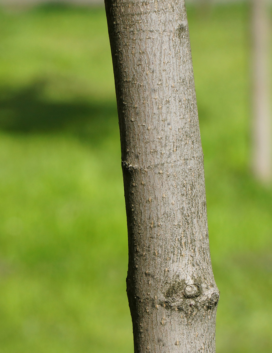 Image of Acer platanoides specimen.