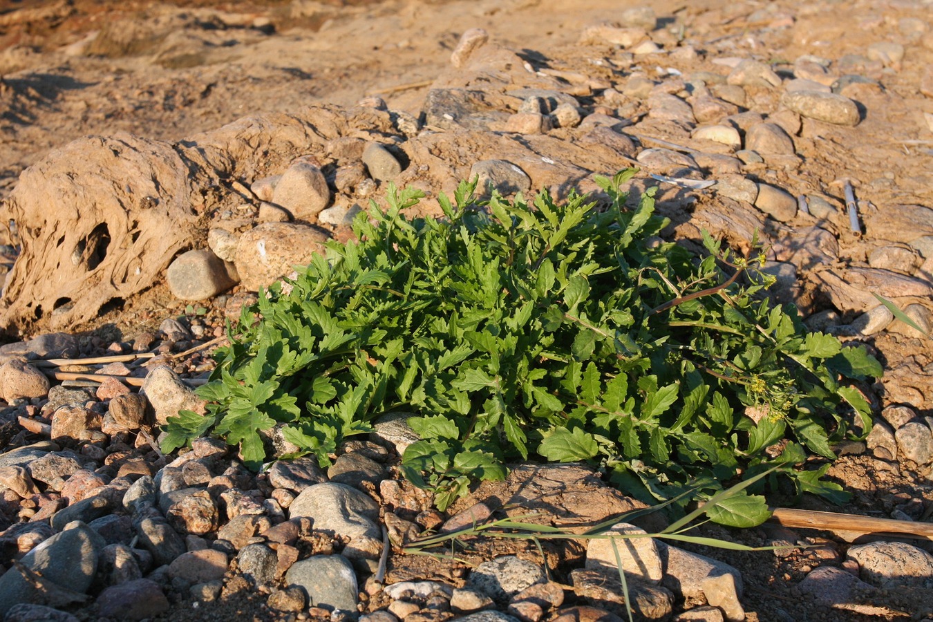 Image of Rorippa palustris specimen.