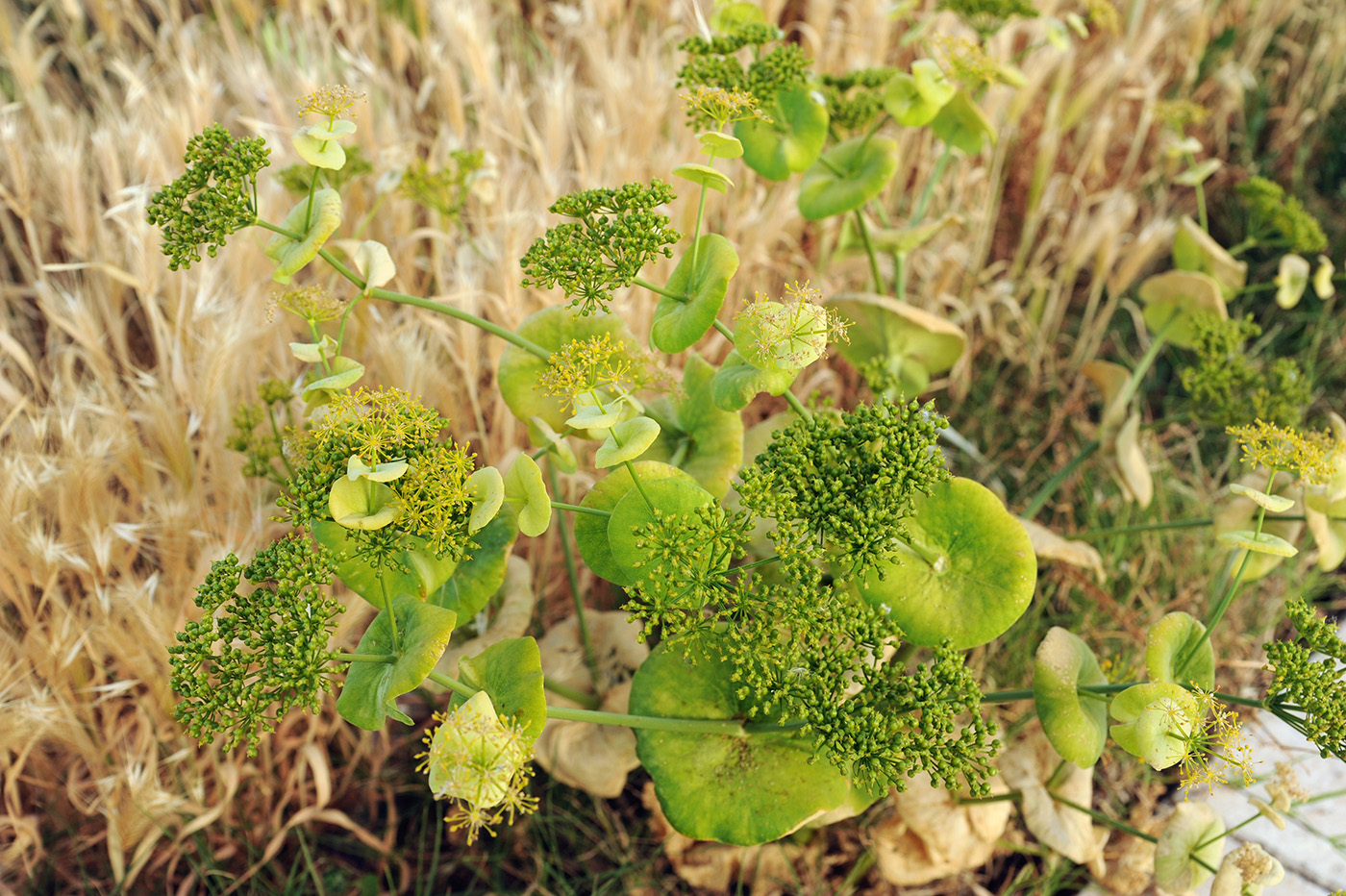 Изображение особи Smyrnium rotundifolium.