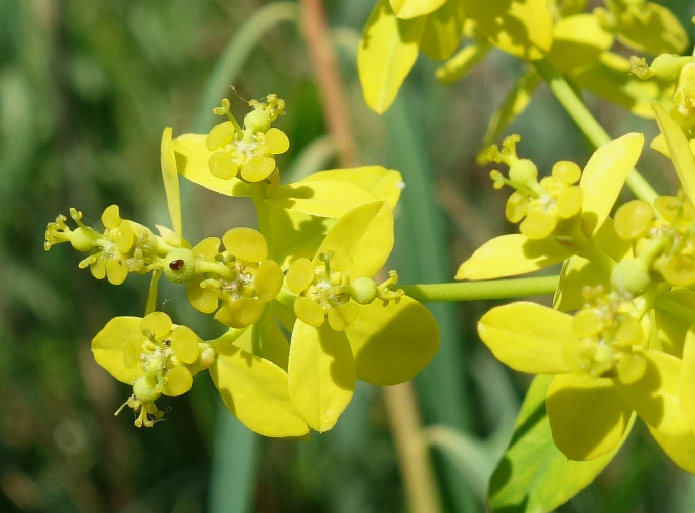 Изображение особи Euphorbia lamprocarpa.