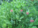 Calycanthus floridus