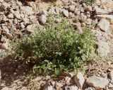 Solanum villosum. Цветущее и плодоносящее растение. Израиль, окр. г. Арад, дно вади. 04.03.2020.